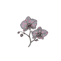 Pink orchid flowers on a stem