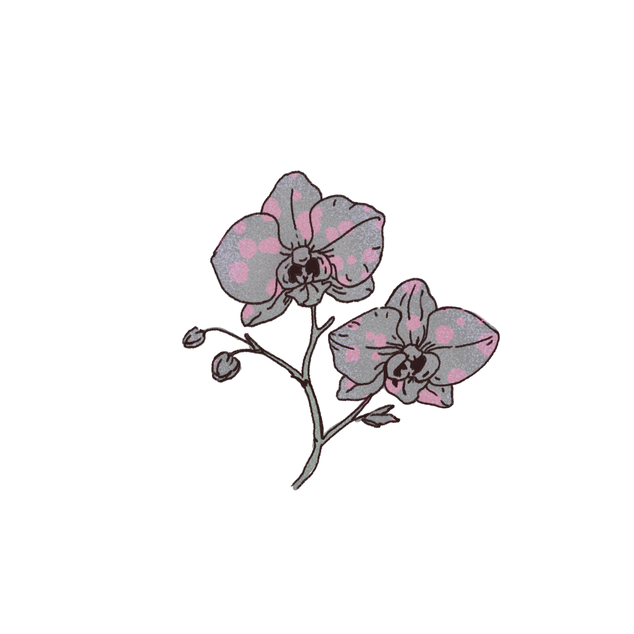 Pink orchid flowers on a stem